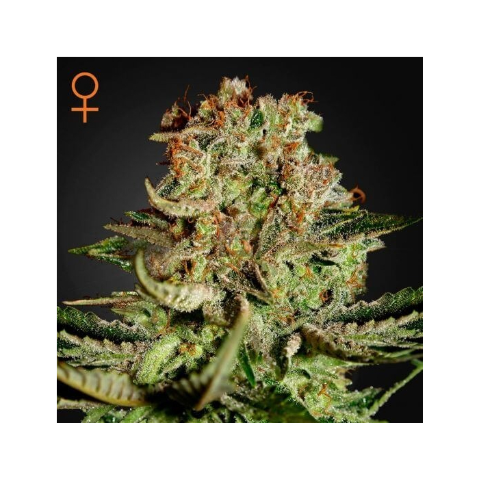 Super Bud