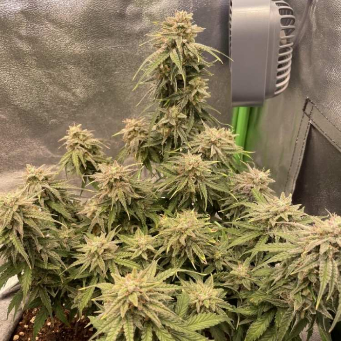 Diesel Auto