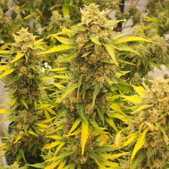 Diesel Auto