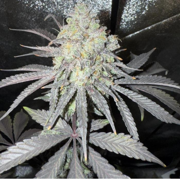 Tropicana Cherry Granel