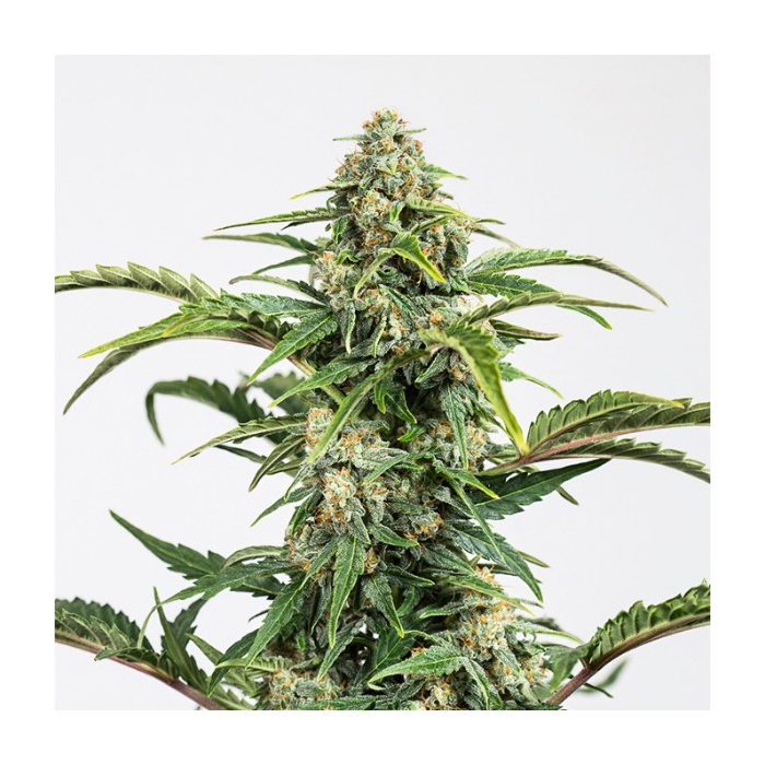 Dinamed CBD Auto