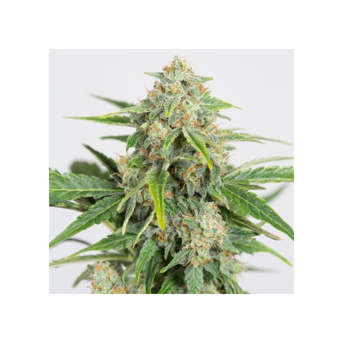 Dinamed CBD Auto