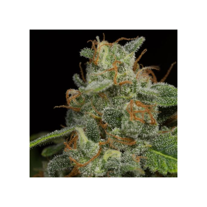 Dinamed CBD Auto
