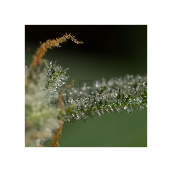 Dinamed CBD Auto