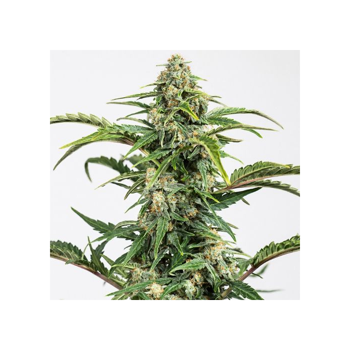 Dinamed CBD Auto