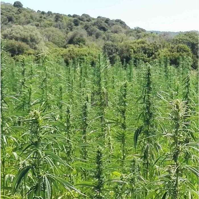Dioica 88 (R2) EU Certified Dioica 88 (R2) EU Certified