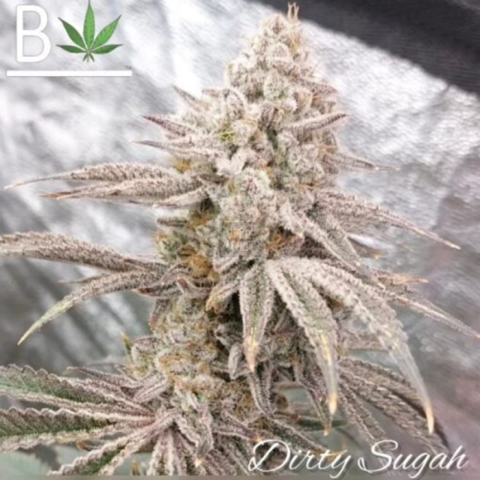 Dirty Sugah Dirty Sugah