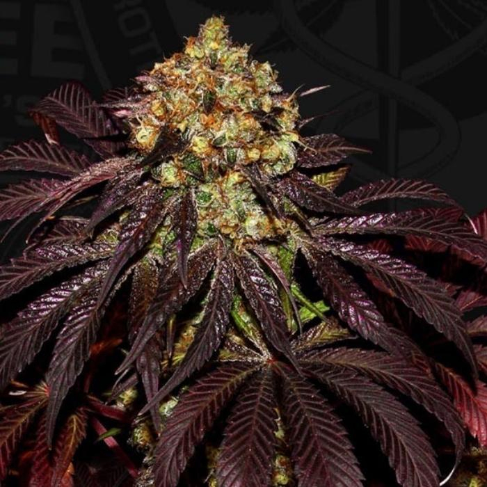 Do-Si-Dos X Bdc X Sbc