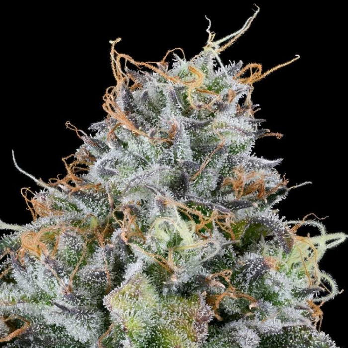 Easy Money Easy Money