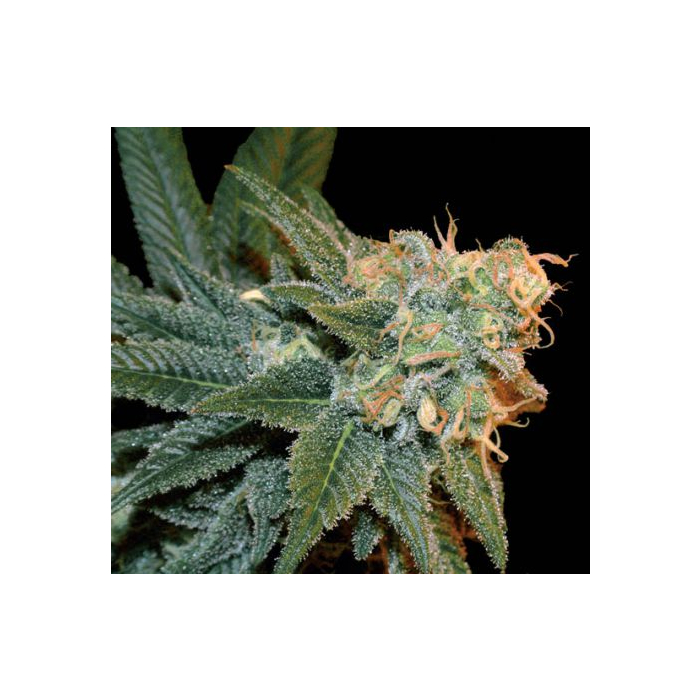 Ese T Bilbo Auto Ese T Bilbo Auto