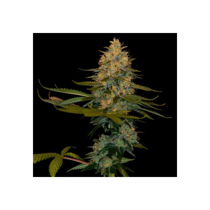 Exodus Kush Exodus Kush