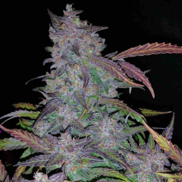 Fastberry Auto