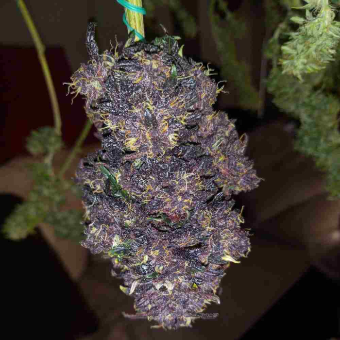 Fastberry Auto