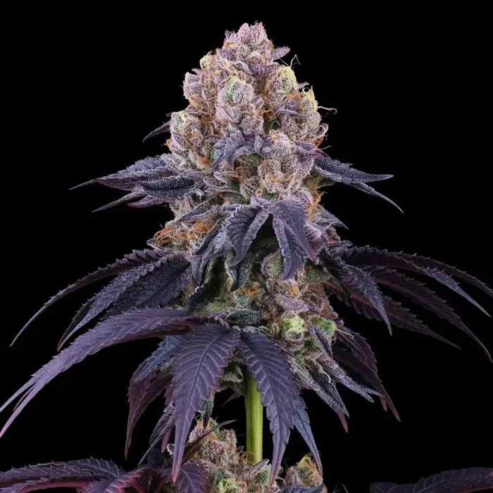 Fat Bomb (Lemon Curd x Coco Milk)