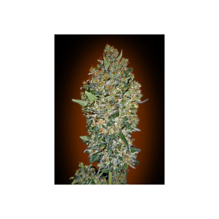 Female Collection 1 Female Collection 1