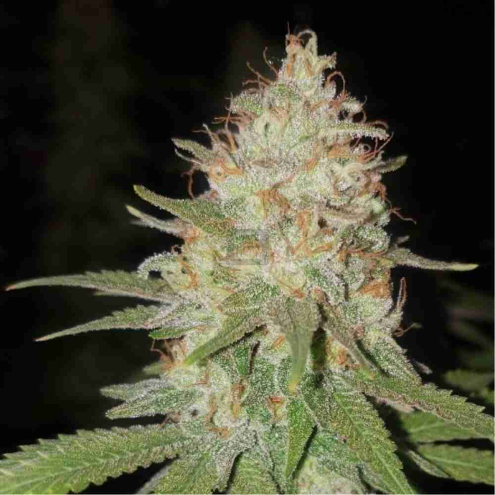 Florida Kush
