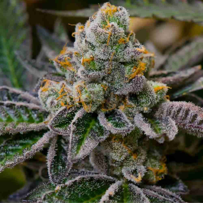 Forum Cookies Forum Cookies