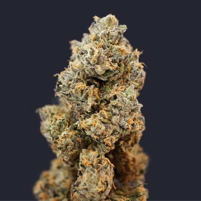 French Macaron (Gelato 33 x French Cookies)