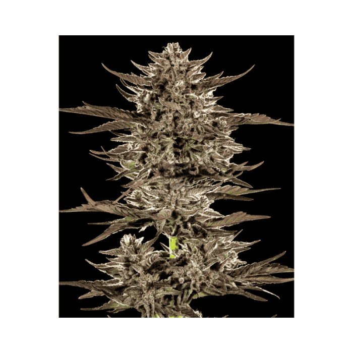 Frosted Zinn x 3 Bears OG Auto