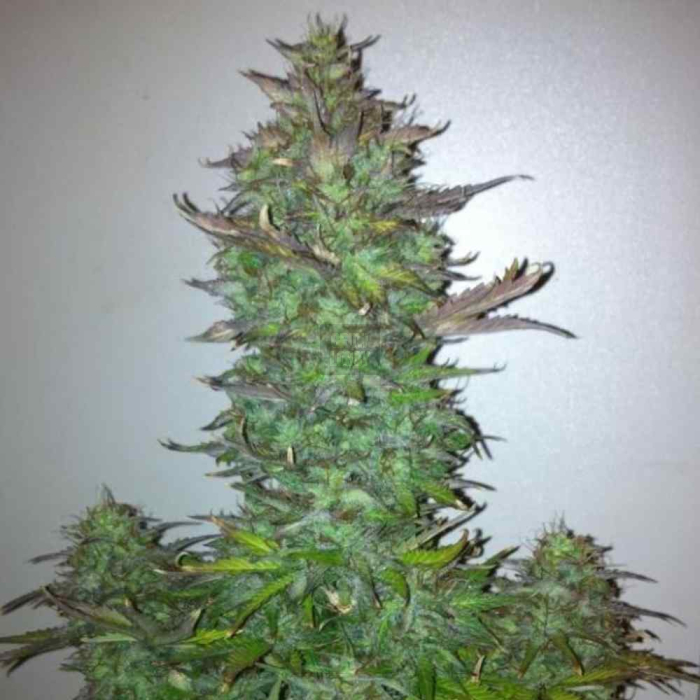 Fruit Auto