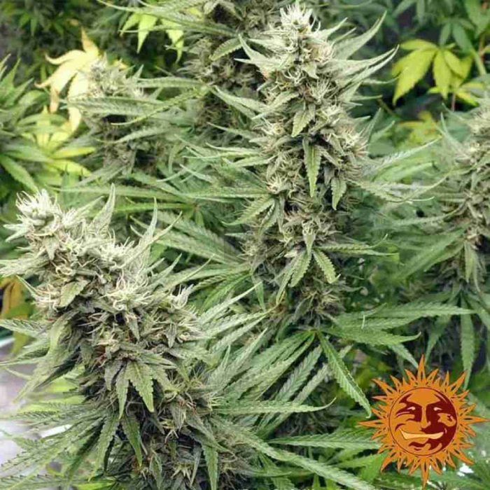 G13 Haze