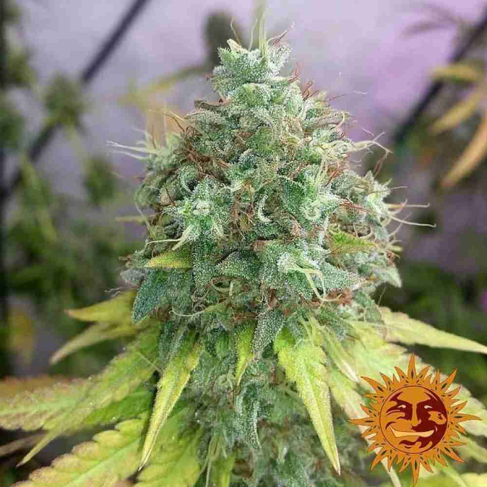 G13 Haze
