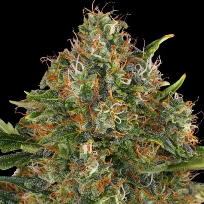 G13 Haze Regular G13 Haze Regular