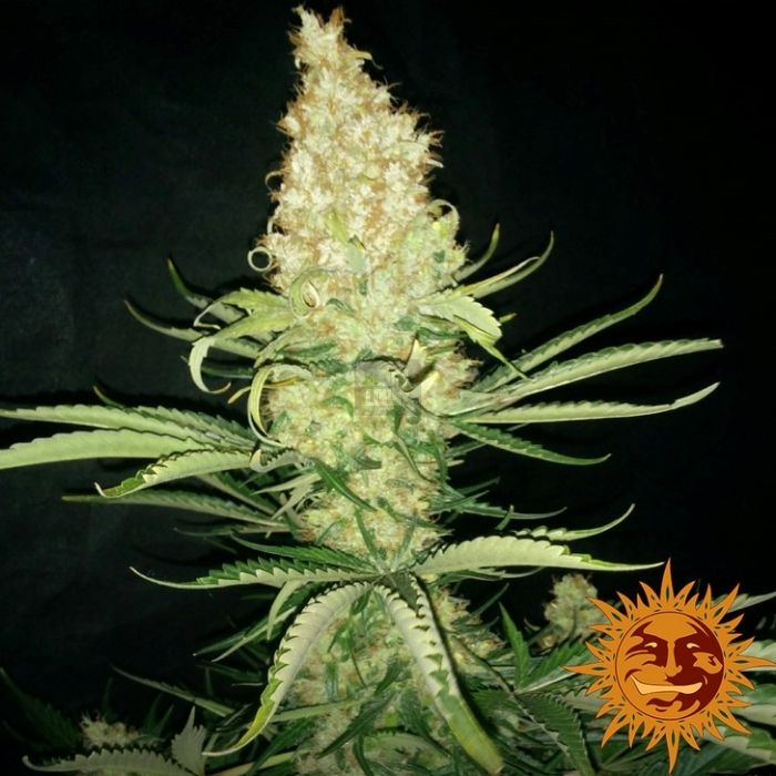G13 Haze Regular