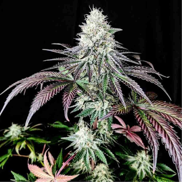 Garlic Cookies Pure Instinto