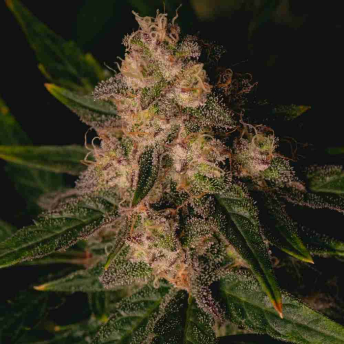 Garlic Cookies Pure Instinto