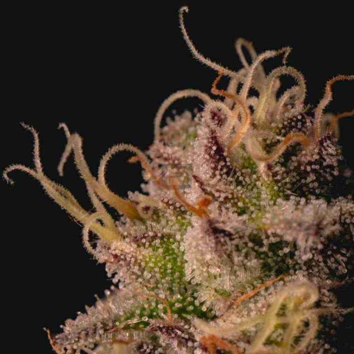 Garlic Cookies Pure Instinto