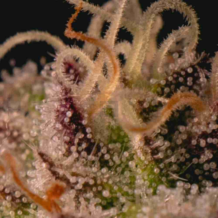 Garlic Cookies Pure Instinto