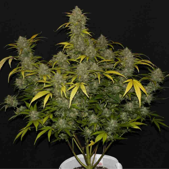 Gelato Auto