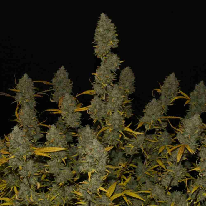 Gelato Auto