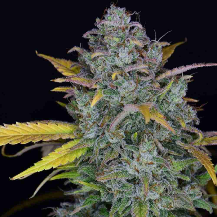 Gelato Auto