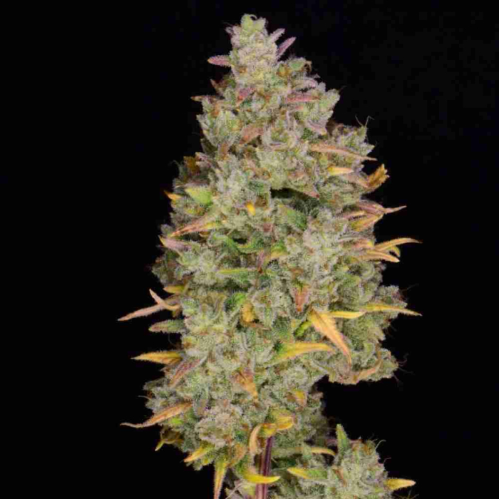 Gelato Auto
