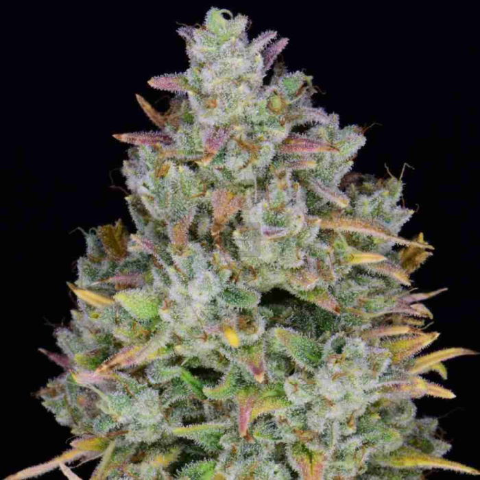 Gelato Auto