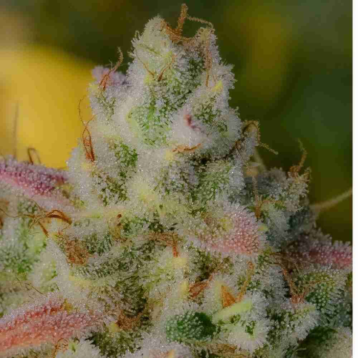 Gelato Auto