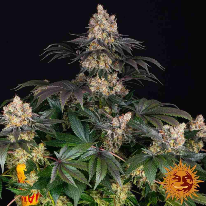 Gelato