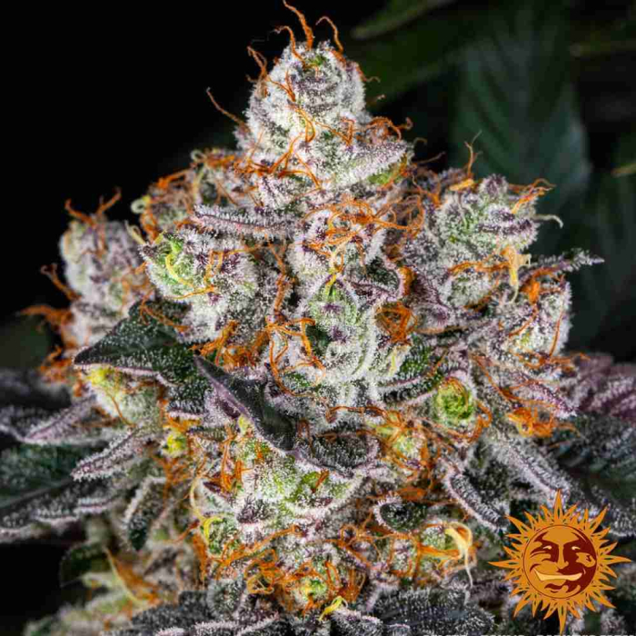 Gelato