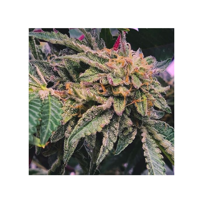 Gelato #33 X Watermelon Zkittlez