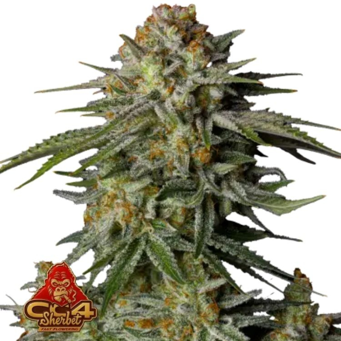 GG4 Sherbet FF