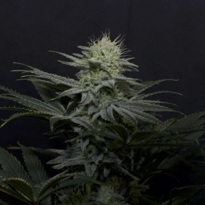 GG4 Sherbet FF
