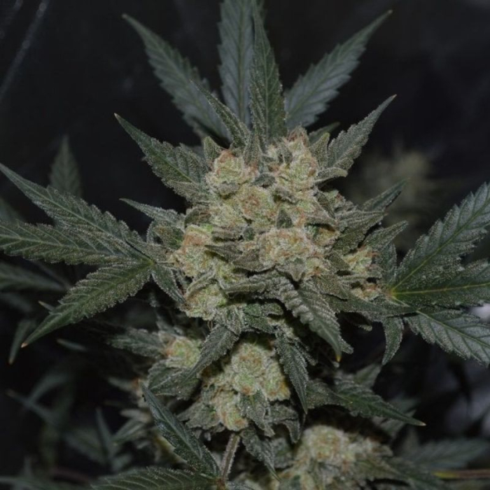 Girl Scout Cookies Auto
