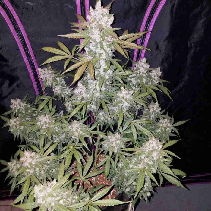 Girl Scout Cookies Auto