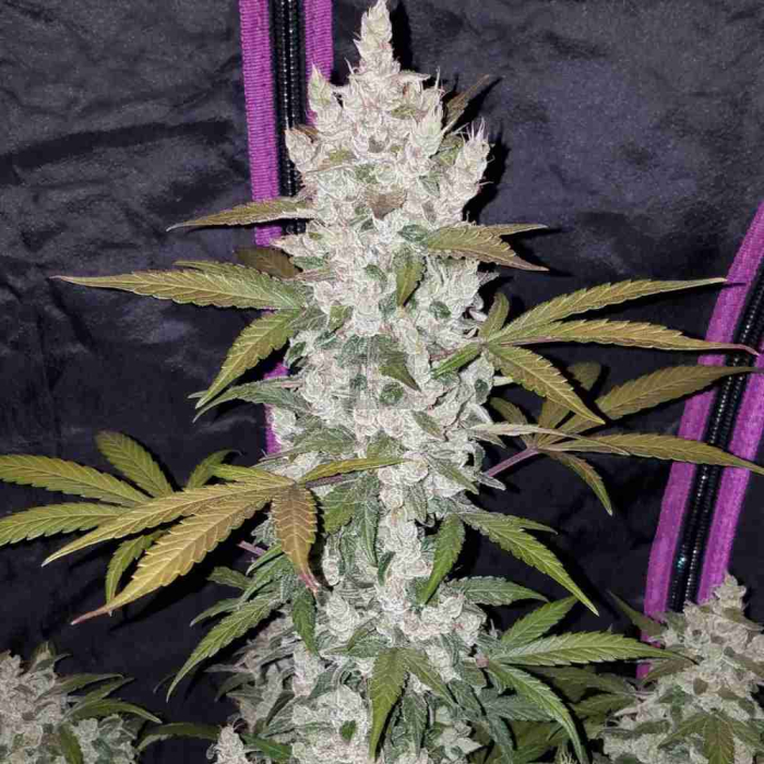 Girl Scout Cookies Auto
