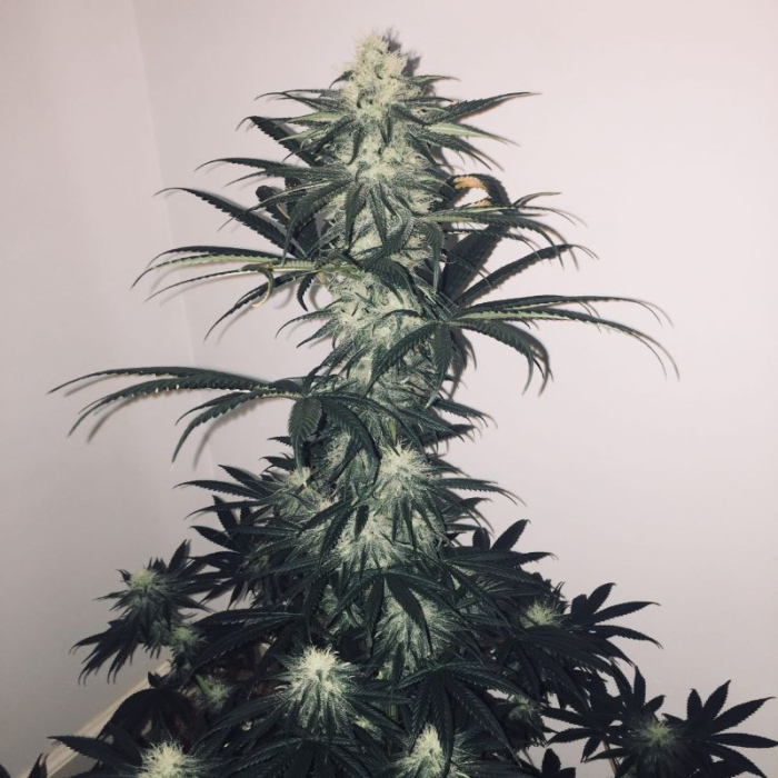 Girl Scout Cookies Auto Girl Scout Cookies Auto