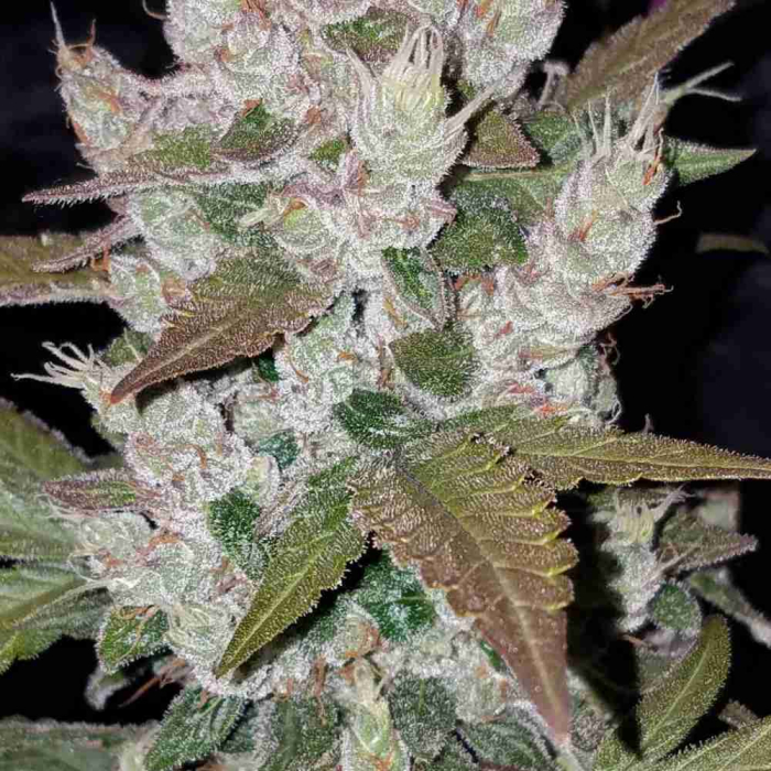 Girl Scout Cookies Auto