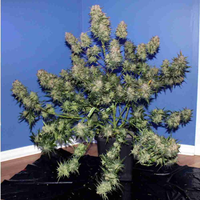 Girl Scout Cookies Auto