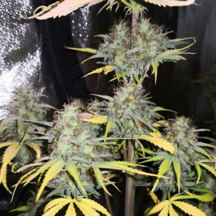 Girl Scout Kush Auto